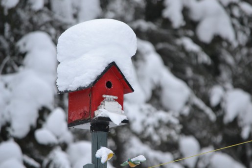 bird-house-995659_960_720 bird-house-995659_960_720