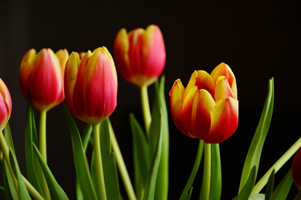 tulips-2048324_960_720 tulips-2048324_960_720