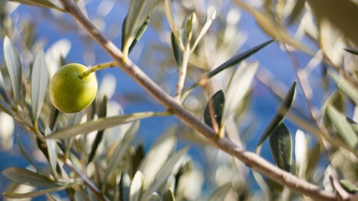 olive-519541_640 olive-519541_640