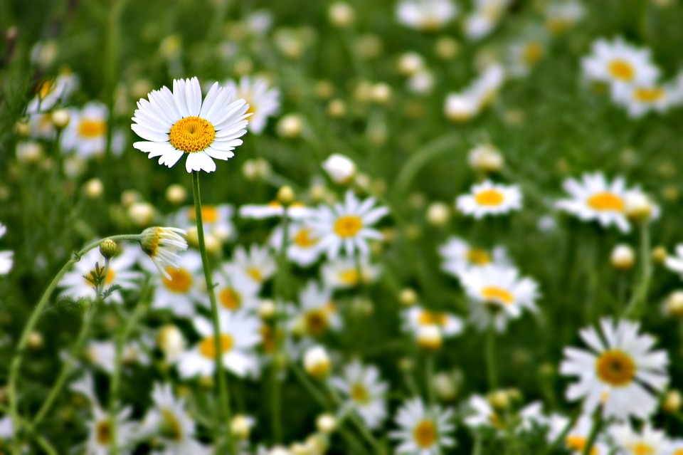 plant-1698461_960_720 plant-1698461_960_720