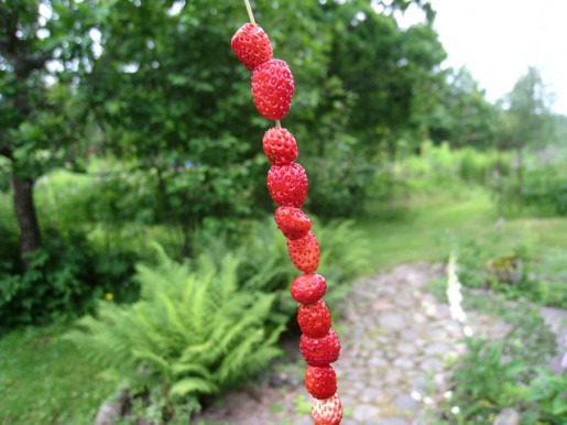 wild-strawberry-143971_640 wild-strawberry-143971_640